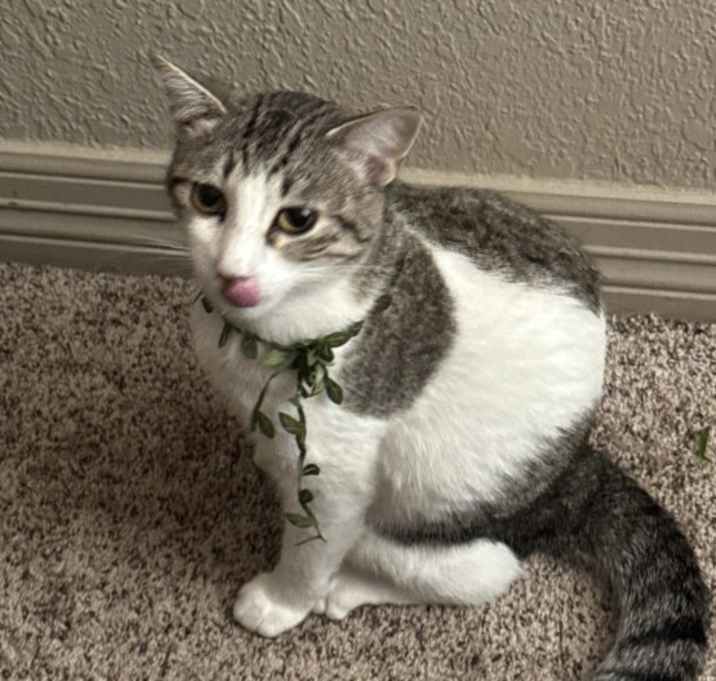 Photo of Willow