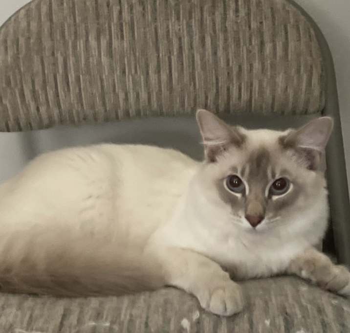 Photo of Kitten