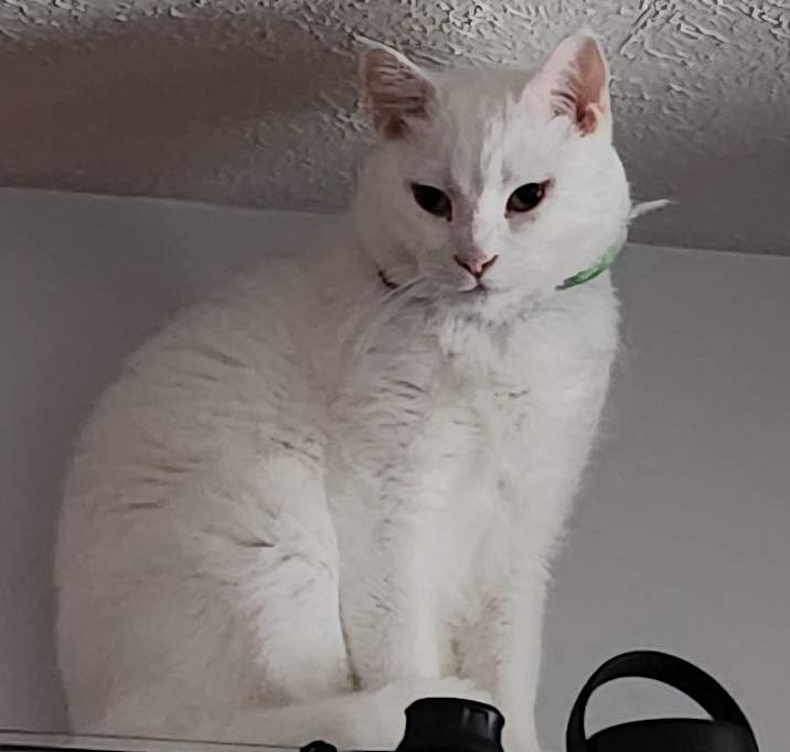 Photo of Sushi