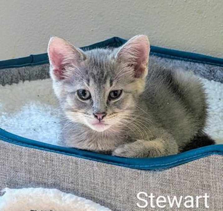Photo of Stewart