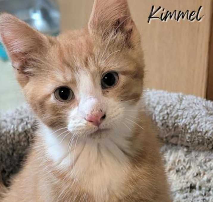 Photo of Kimmel
