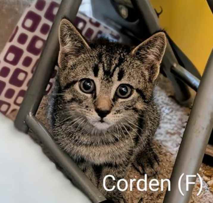 Photo of Corden