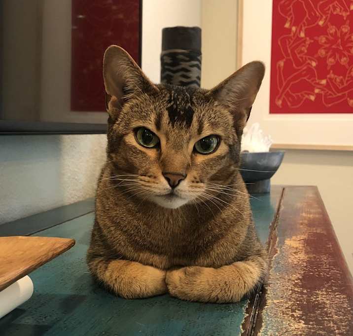 Photo of Bronco