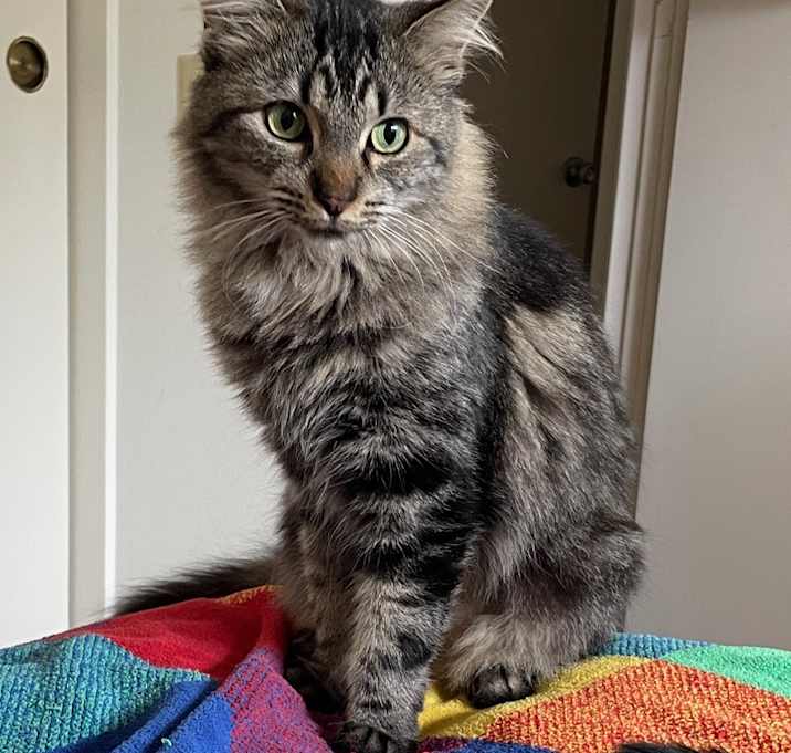 Photo of Tiger Lily