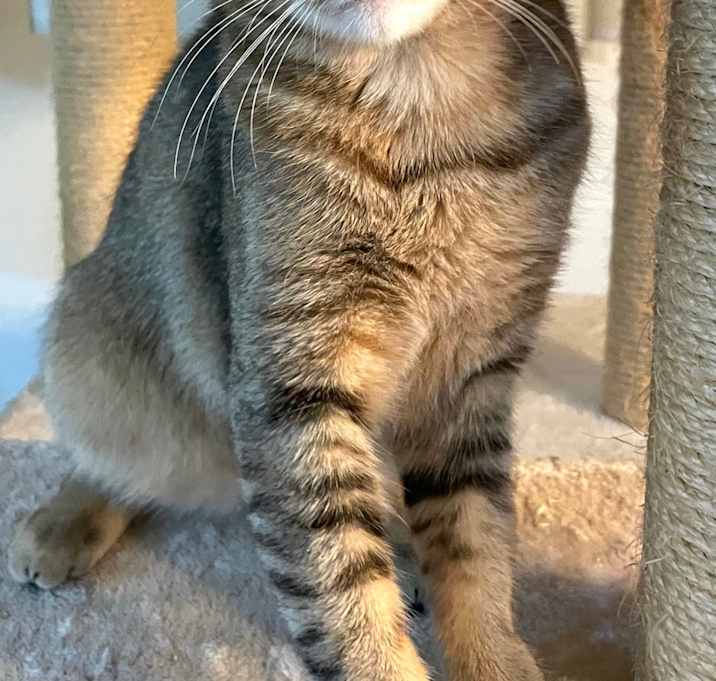 Photo of Abby is adorable and athletic!