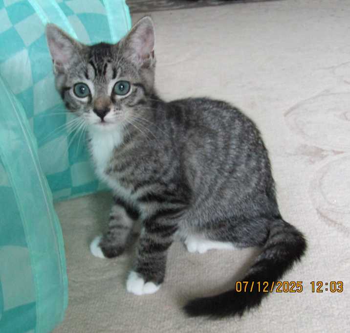Photo of Lacey