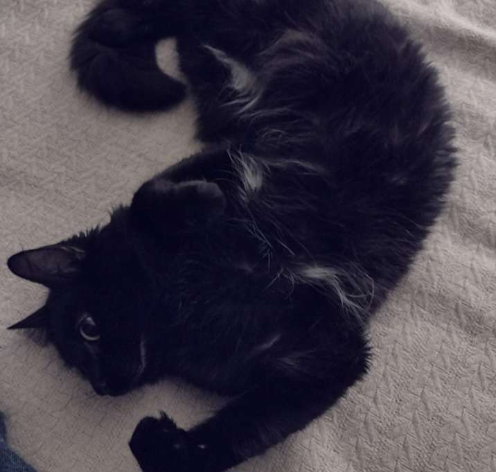 Photo of Zorro