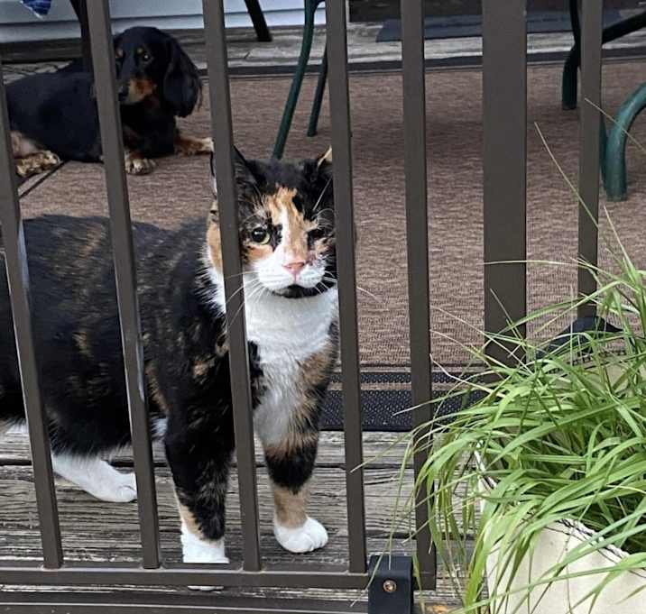 Photo of Cocoa