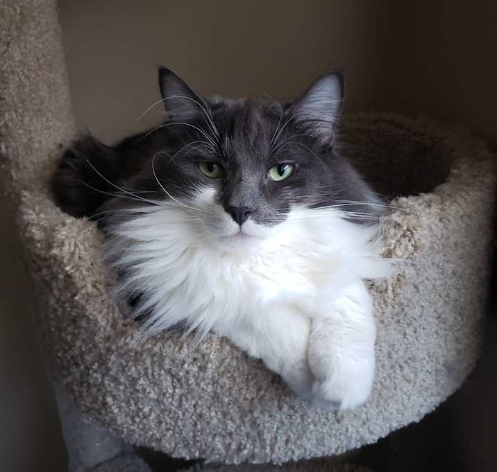 Photo of Felix