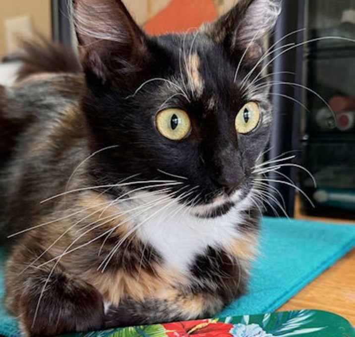Photo of Frieda Kahlo -- A Petite Polydactyl