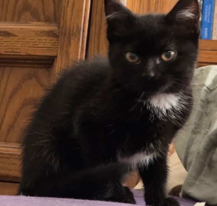 Photo of Starburst - Midnight Littermate