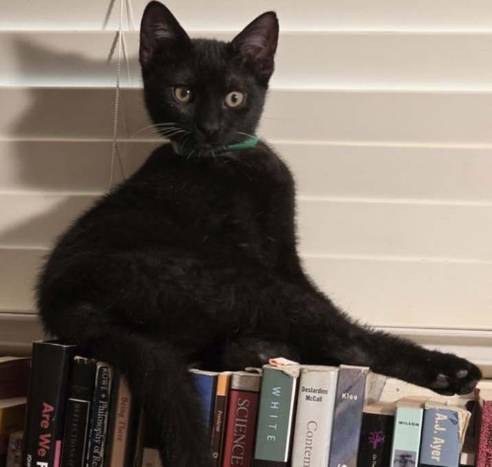 Photo of Lightning Bug - Midnight Littermate
