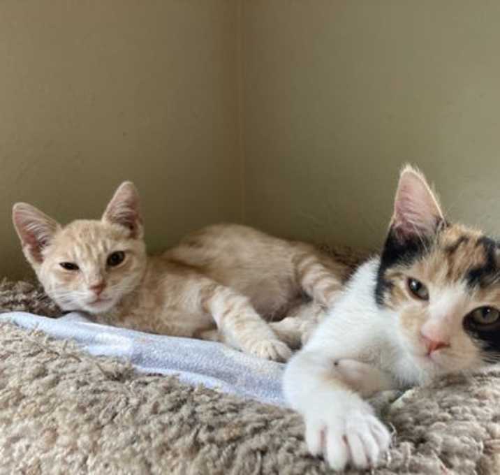 Photo of Cooper & Patches - Thriving Tabby + Cuddly Calico