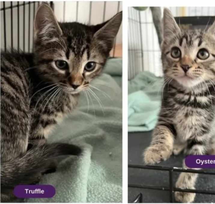Photo of Truffle & Oyster