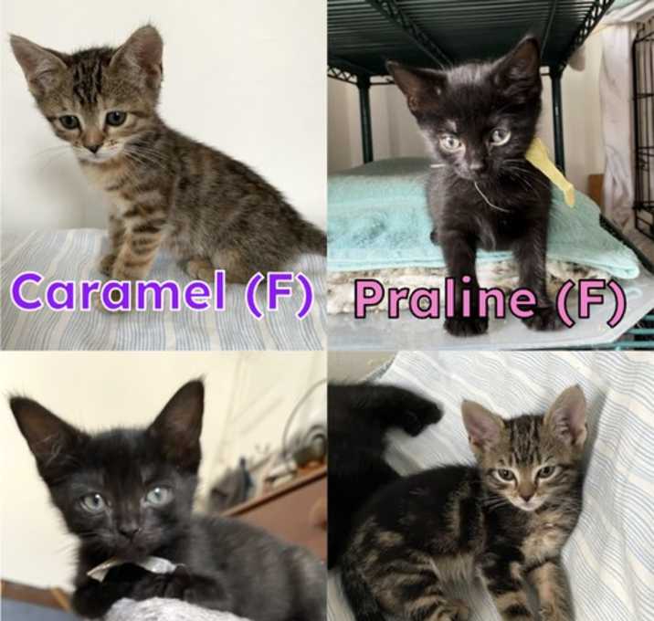 Photo of Caramel, Praline, Fudge, & Honeybun