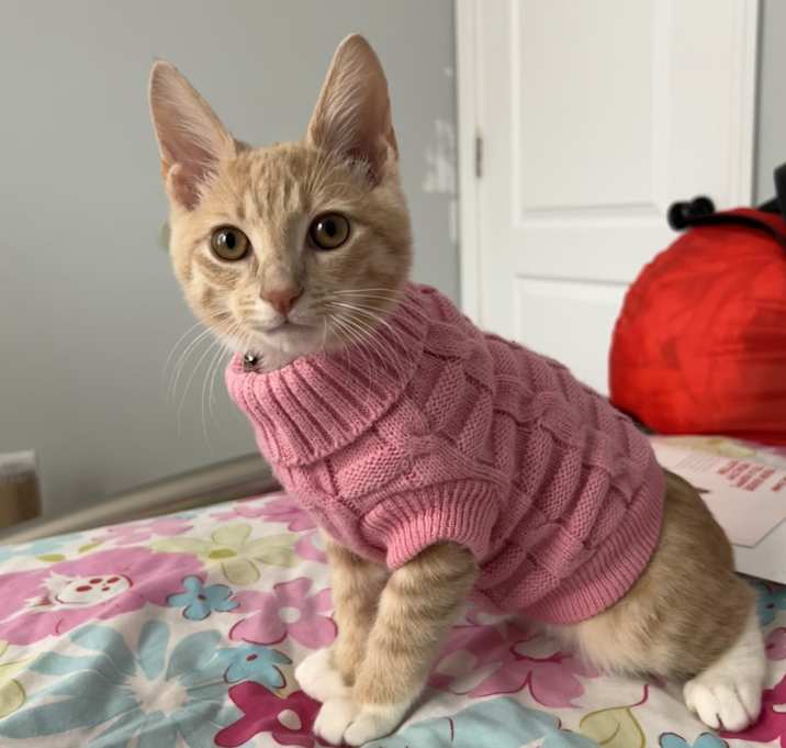 Photo of Meko