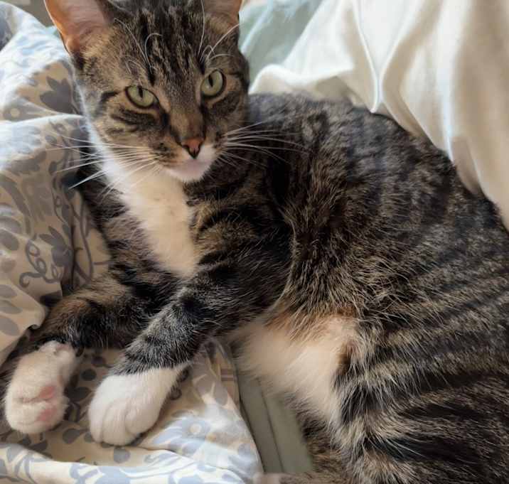 Photo of Stripey