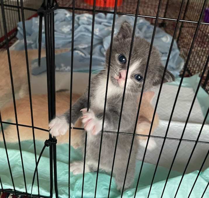 Photo of Charlie