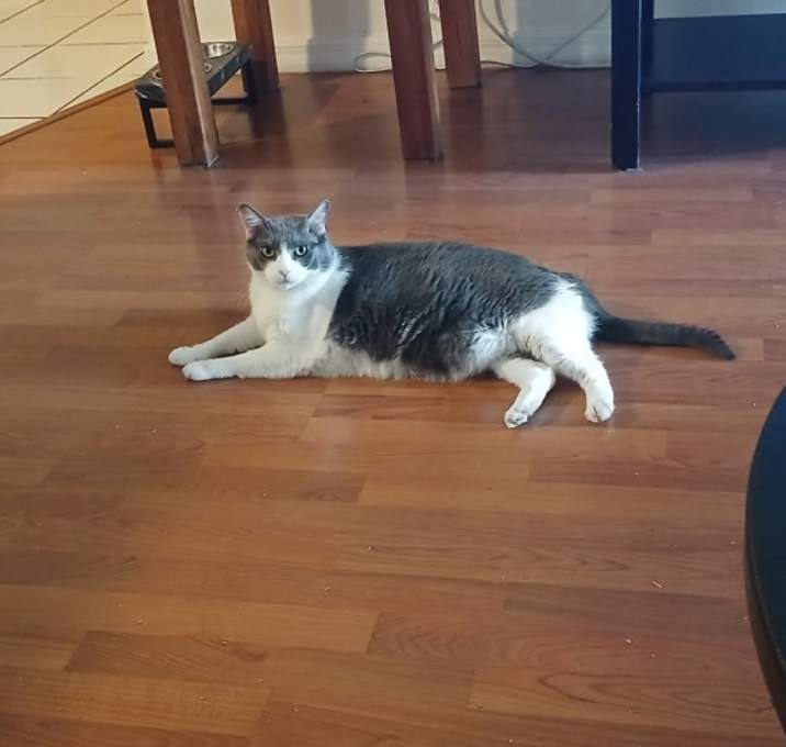 Photo of Buddy