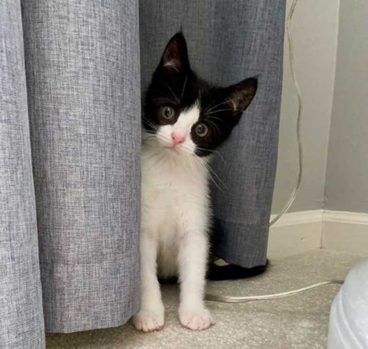 Photo of Puck-special needs-tripod