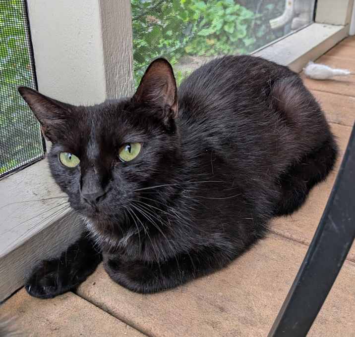 Photo of Cleo(patra)