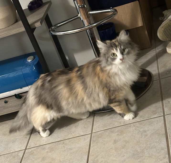 Photo of Fluffy