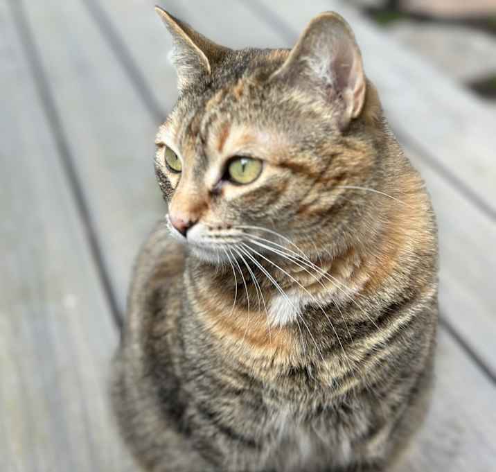 Photo of Boo-boo