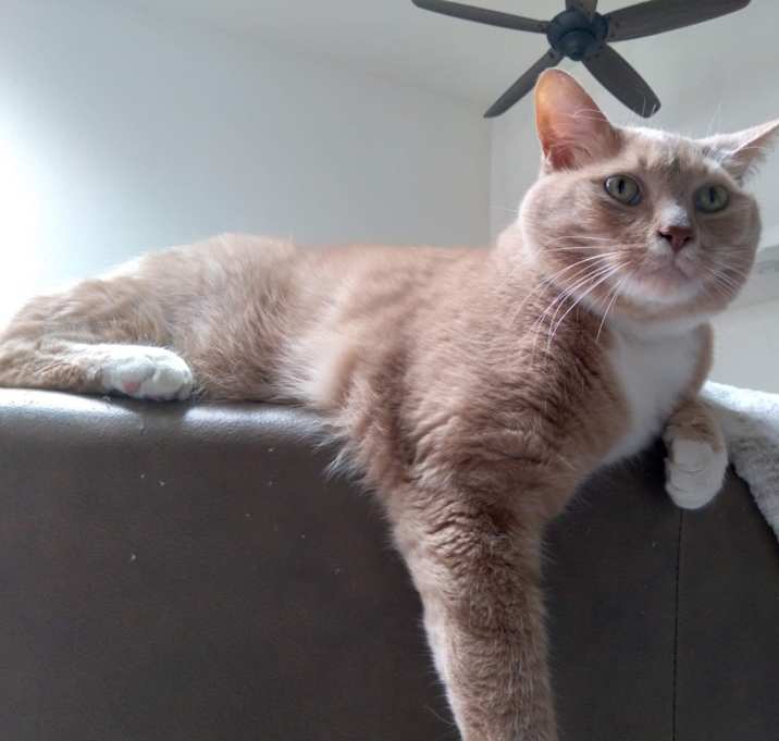 Photo of Percy