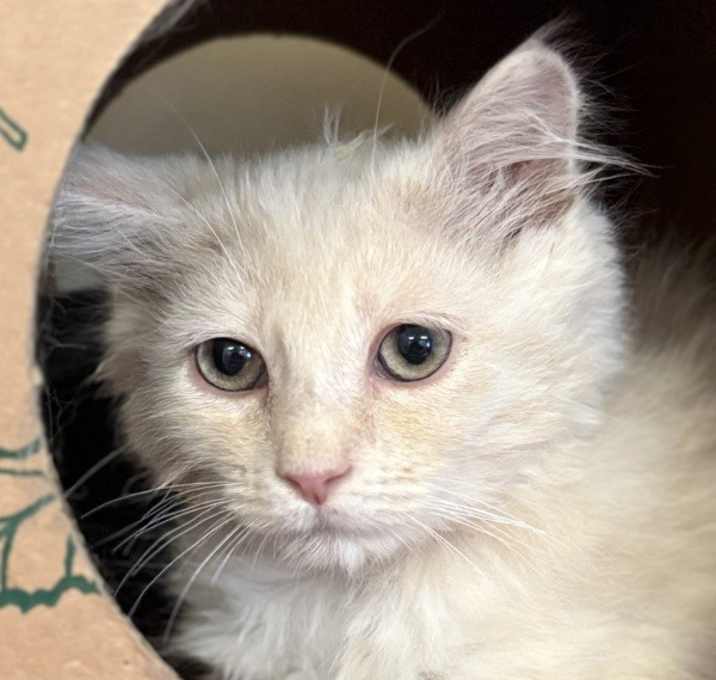 Photo of Asher