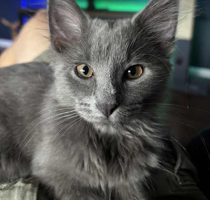 Photo of Casper