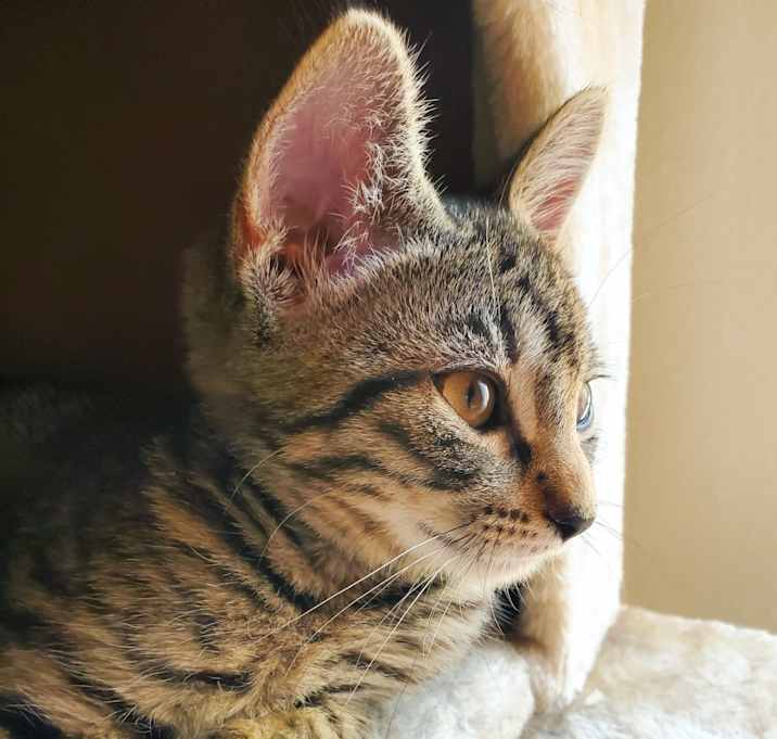 Photo of Keia