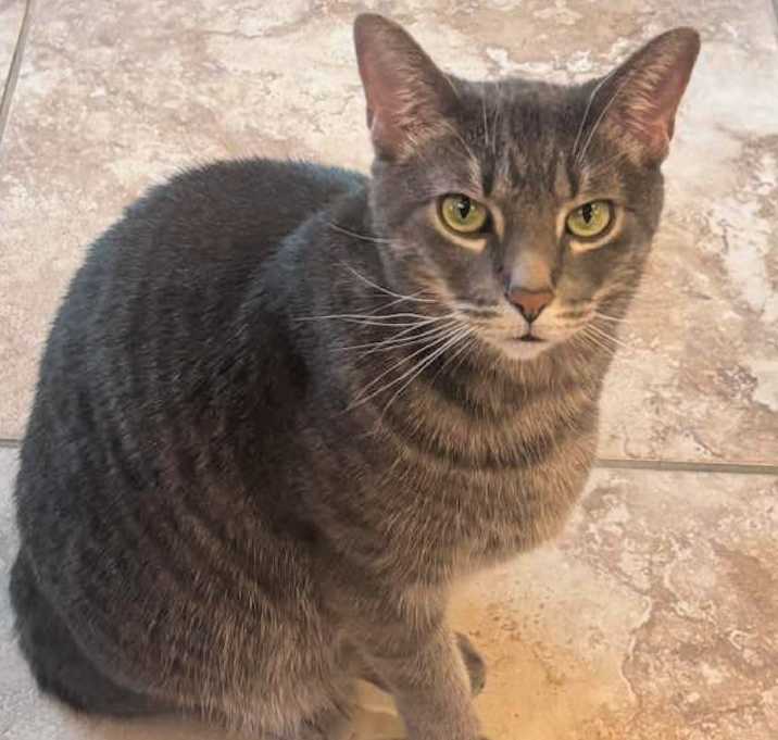 Photo of Henry