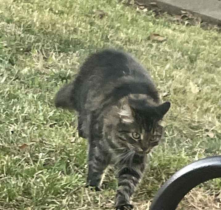 Photo of Luna
