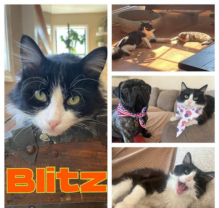 Photo of Blitz
