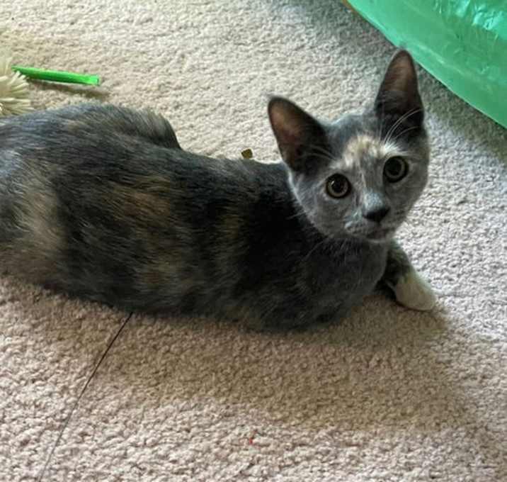 Photo of Cat Benatar