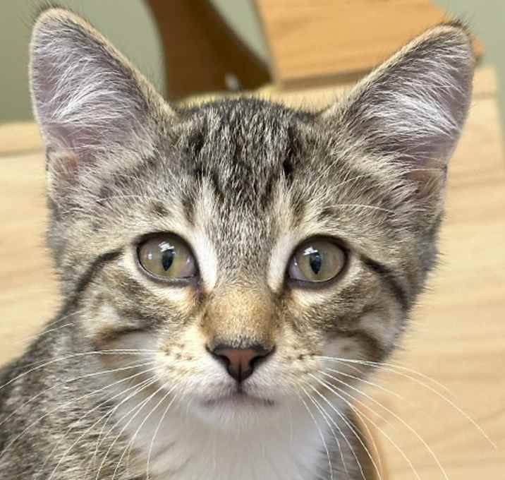 Photo of Apple (AJ)