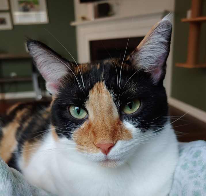 Photo of Kimchi