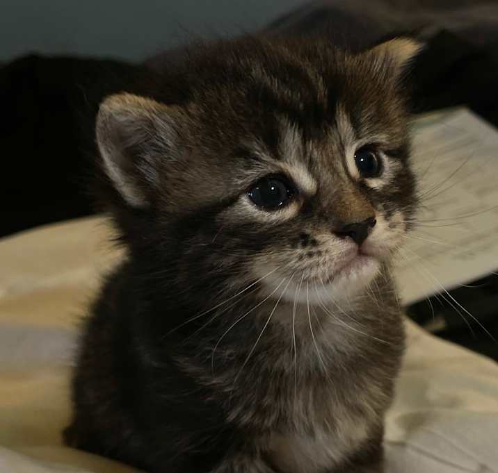 Photo of Adorable Baby Kitties