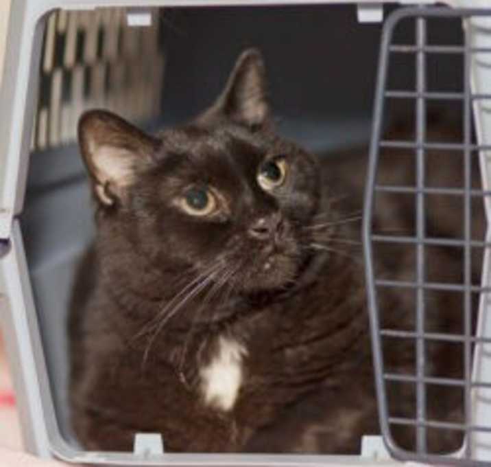 Photo of Lulu