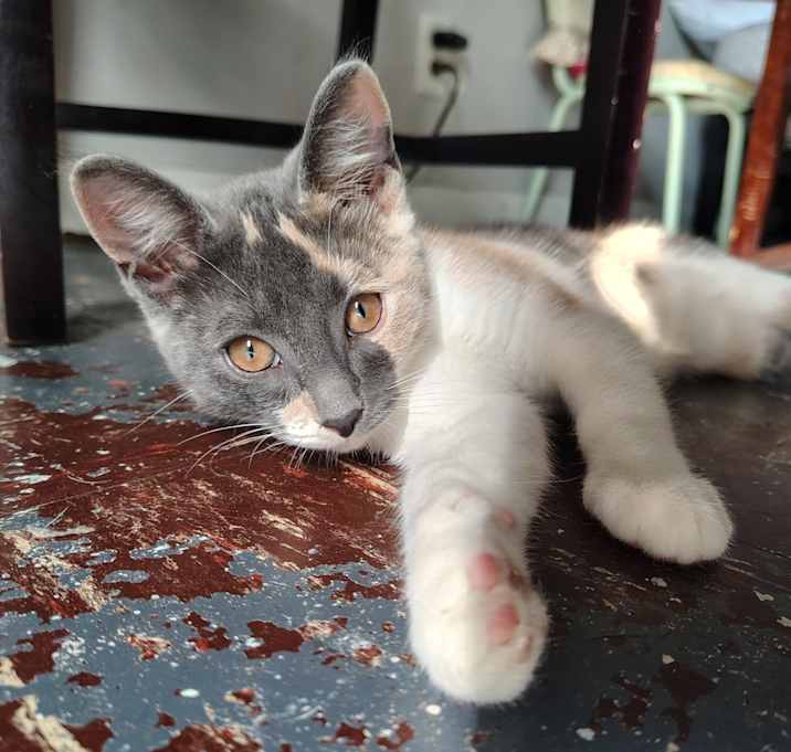 Photo of Eevee