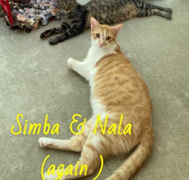 Photo of Simba & Nala