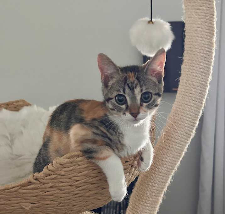 Photo of Pip
