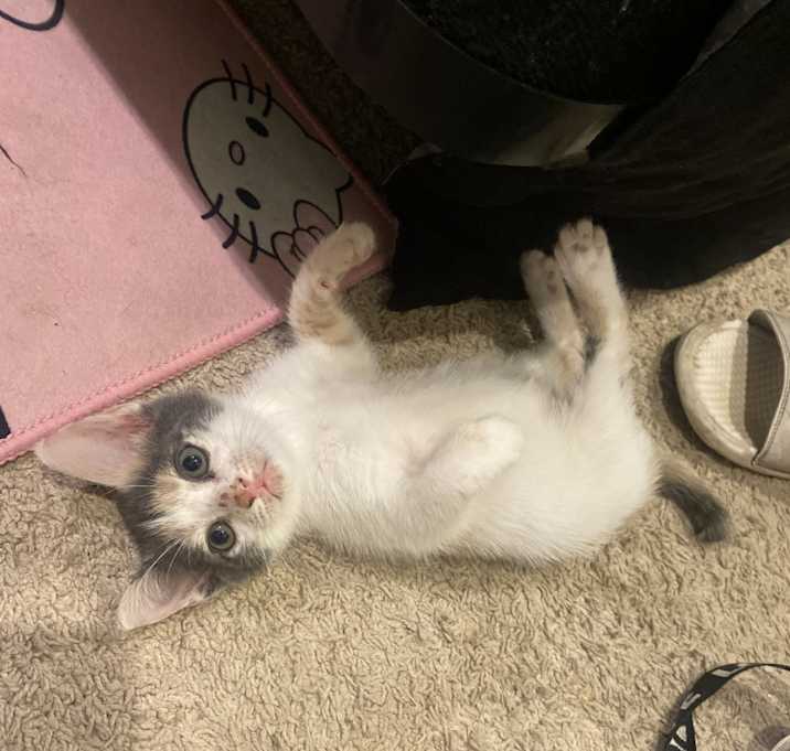 Photo of Sweet Pea