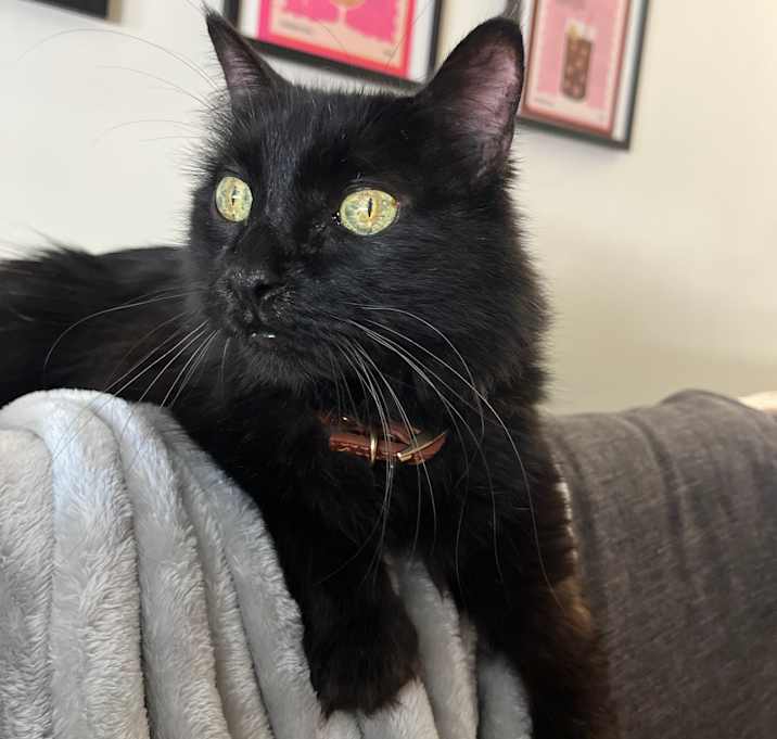 Photo of Mika