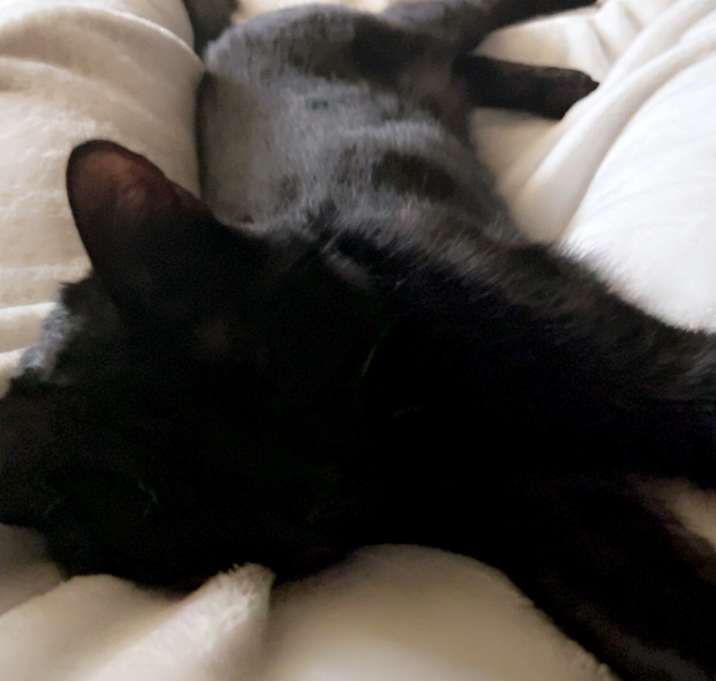 Photo of Miles