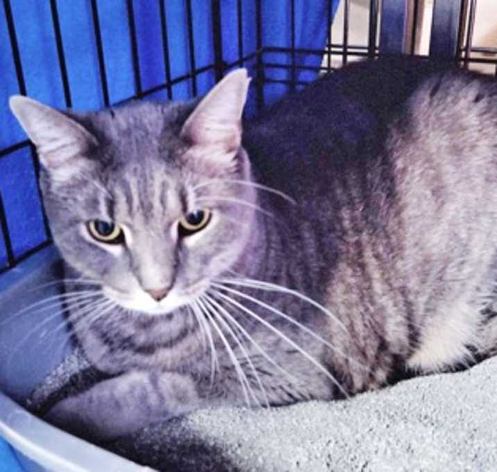 Photo of Gracie