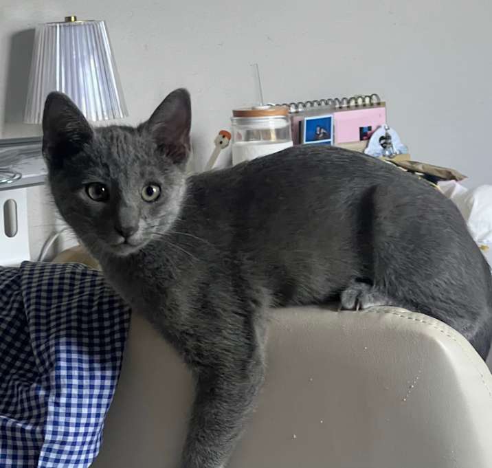 Photo of Gray