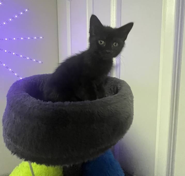 Photo of Kitty