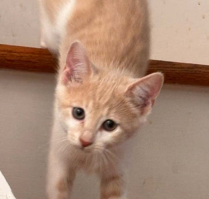 Photo of Snowy
