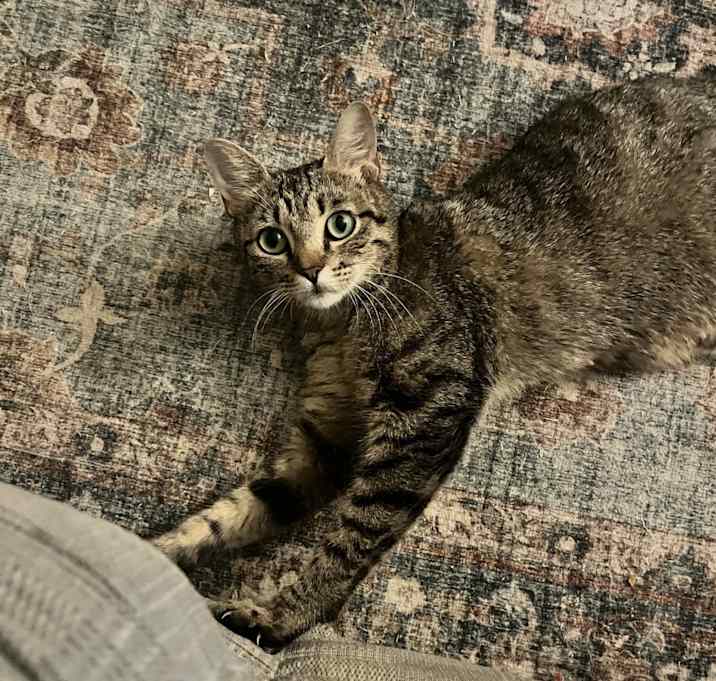 Photo of Grumpy Kitty